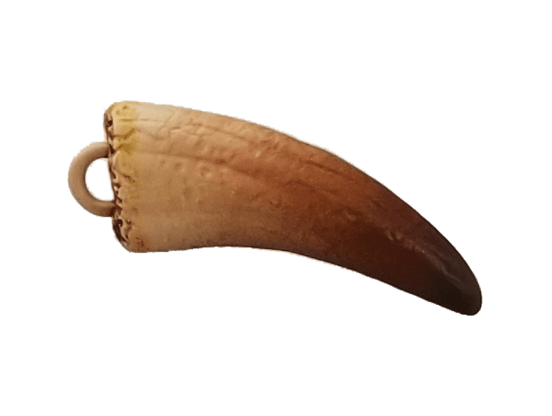 Dinosaur Tooth